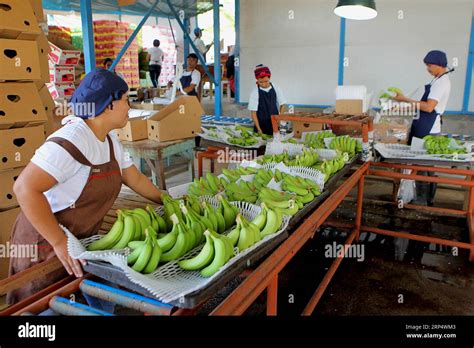 list of banana plantation in davao city|MergedFile .